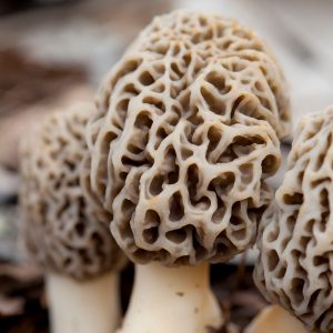 mushrooms and Fungi. Medicinal properties