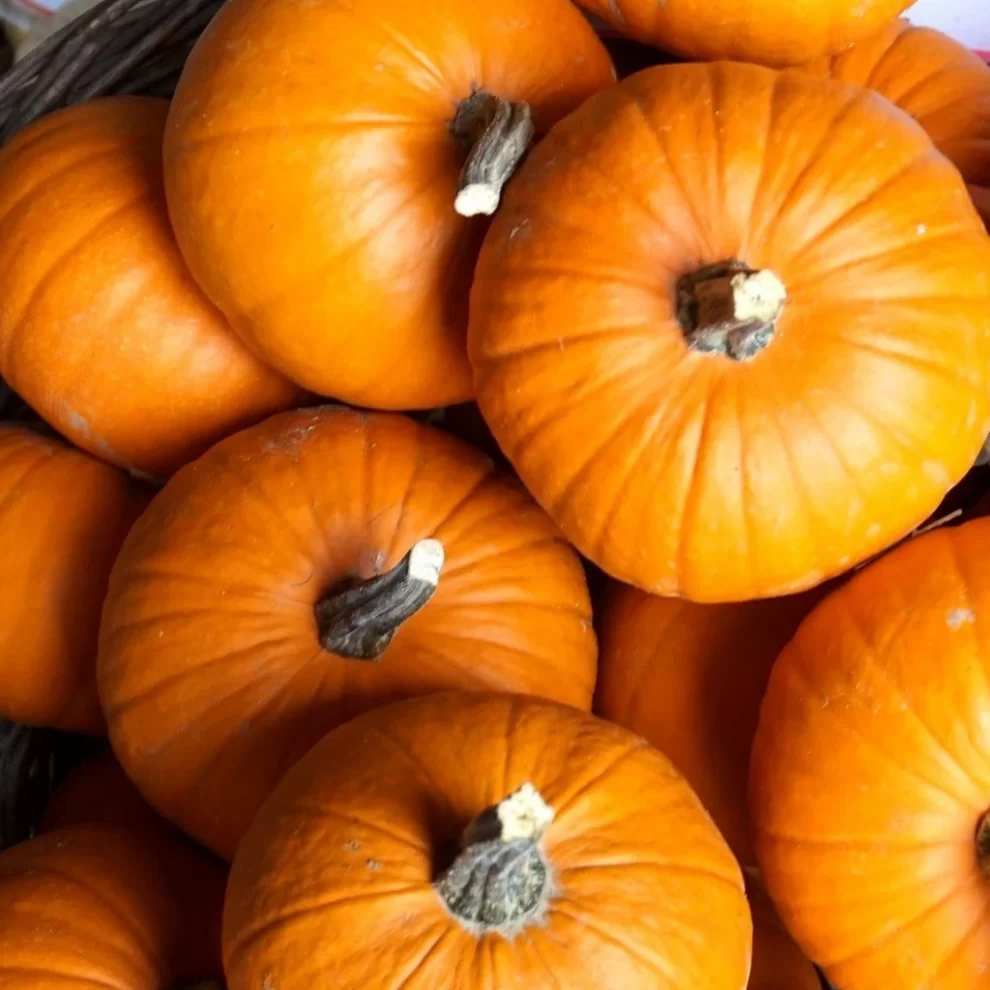 How to choose and keep pumpkin ?